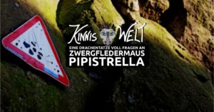 Mehr über den Artikel erfahren Eine Drachentatze voll Fragen an Zwergfledermaus Pipistrella